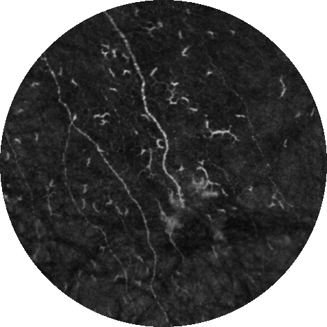 a black and white moving image of cells
